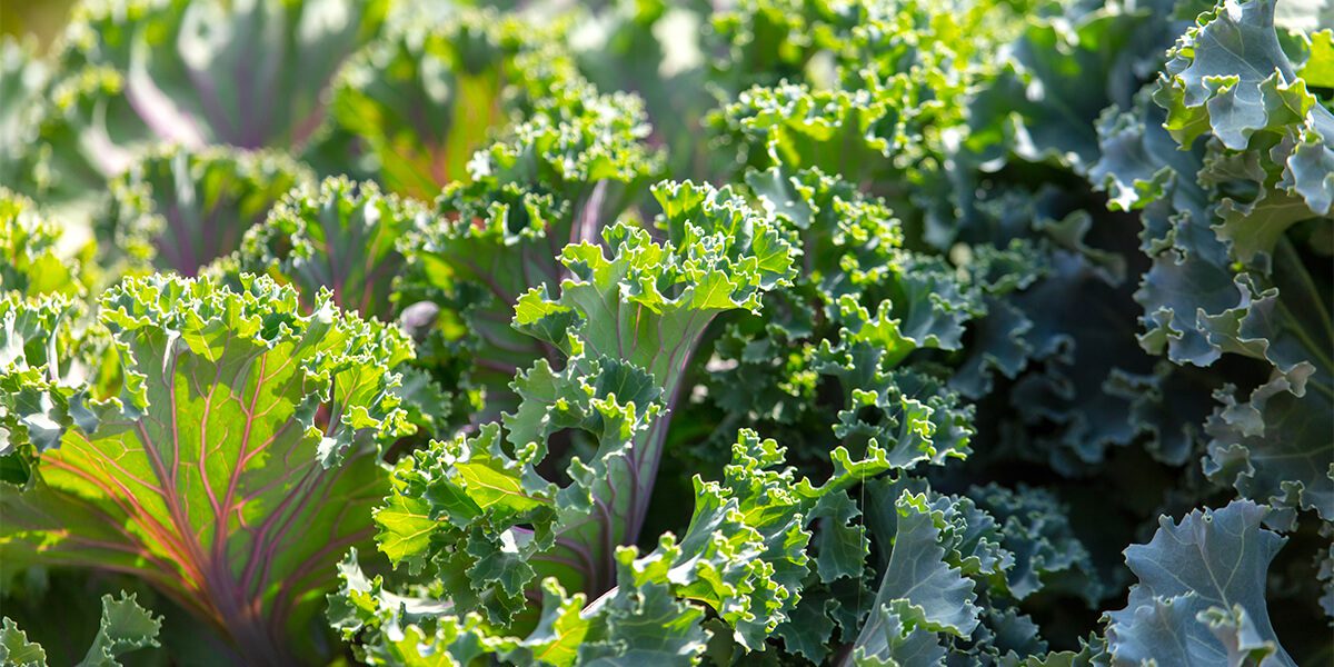 platt hill vegetable gardening beginners kale up close