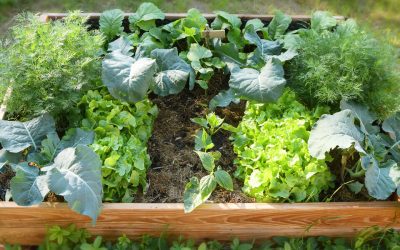 A Guide to Growing Vegetables for the First Time