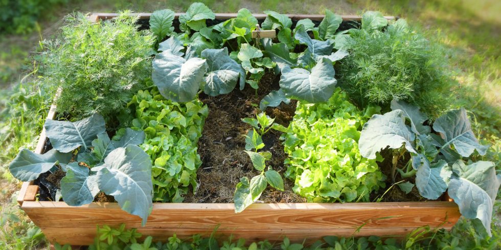 A Guide to Growing Vegetables for the First Time | Platt Hill Nursery ...