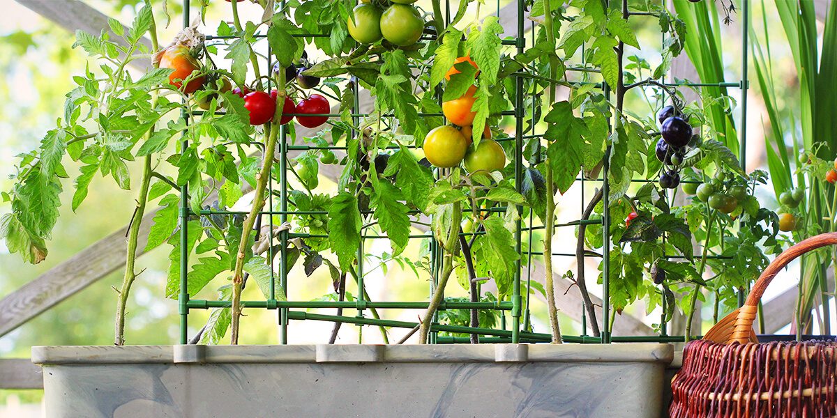 platt hill vegetable gardening beginners staked tomato plants in planters