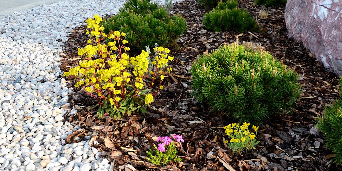 platt hill basic garden maintenance landscaped bed evergreen shrubs
