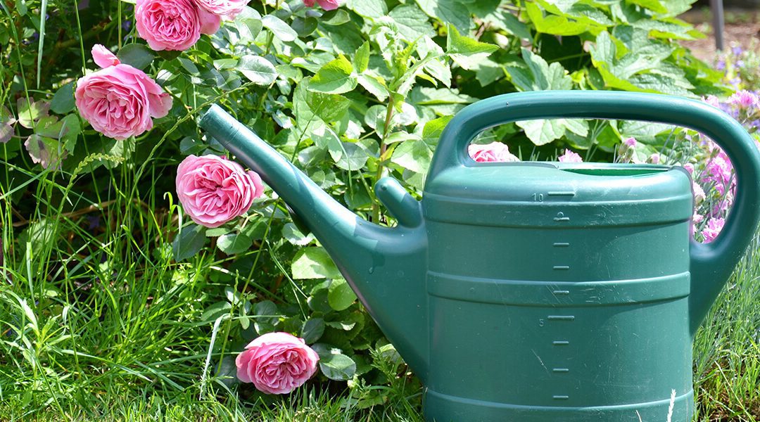 platt hill beginners guide to rose care pink roses watering can