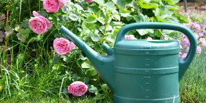 platt hill beginners guide to rose care pink roses watering can