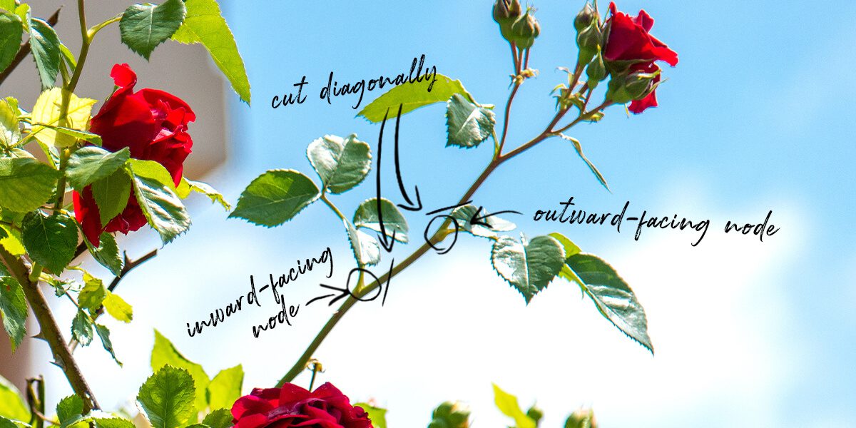 platt hill beginners guide to rose care pruning branch infographic
