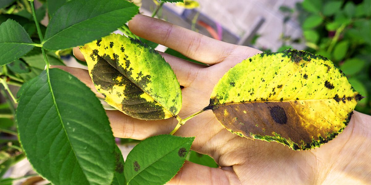 platt hill beginners guide to rose care yellow leaves disease