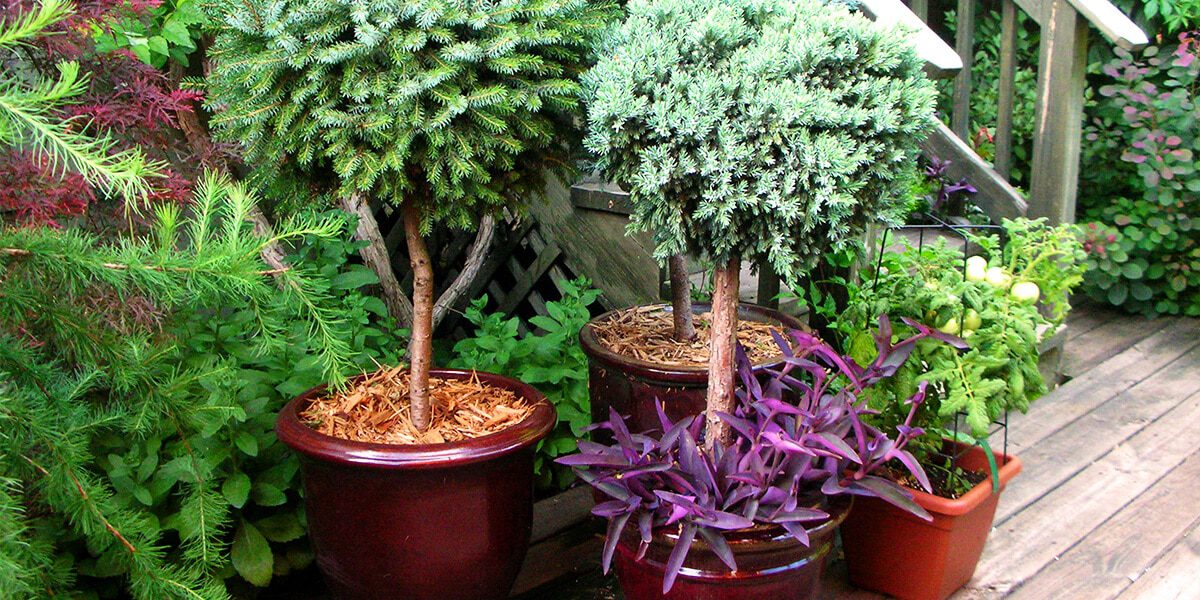 platt hill container design tips dwarf evergreen trees potted