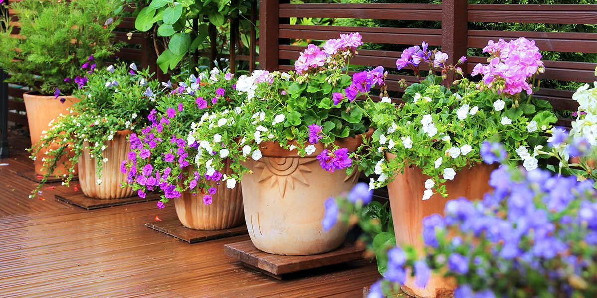 platt hill container design tips magenta petunia flowers terra cotta pots