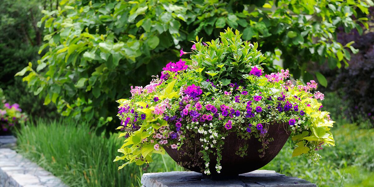 platt hill container design tips purple flowers spherical pot