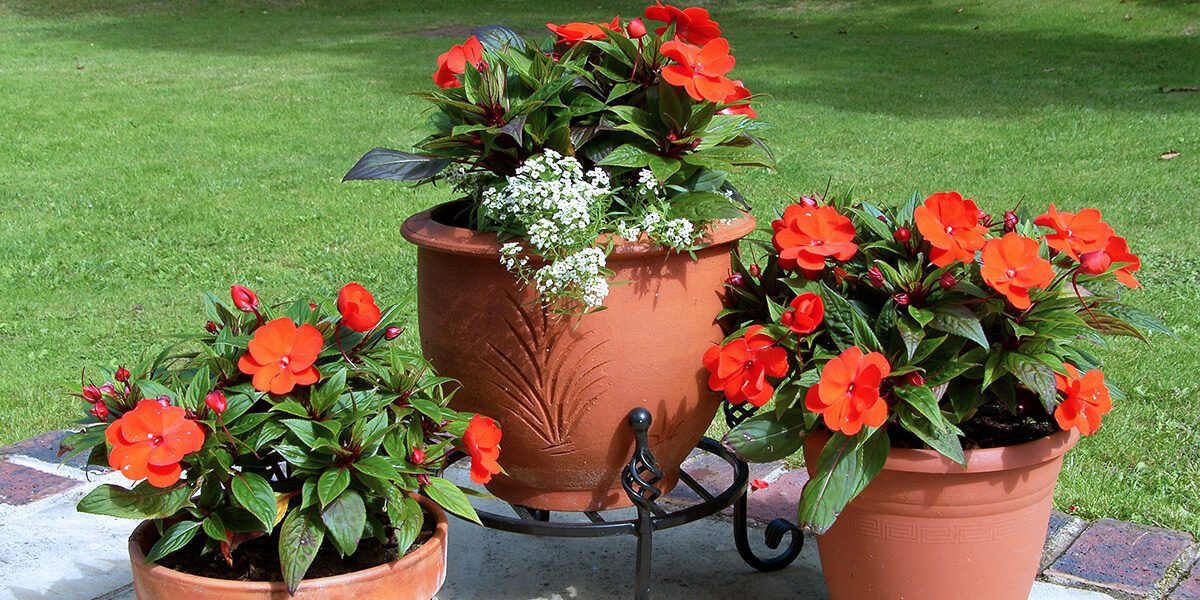 platt hill container design tips red flowers terra cotta pots