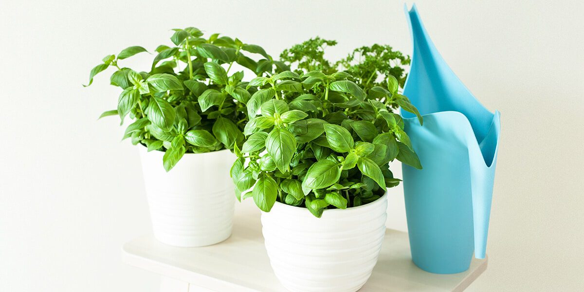 platt hill nursery indoor kitchen herb garden potted basil indoors with water jug