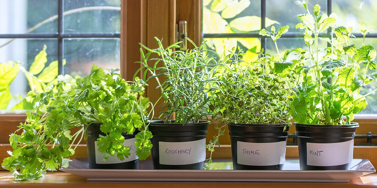 indoor herb garden