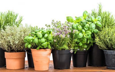 https://platthillnursery.com/wp-content/uploads/2021/05/platt-hill-nursery-indoor-kitchen-herb-garden-variety-of-herbs-on-table-banner-400x250.jpg