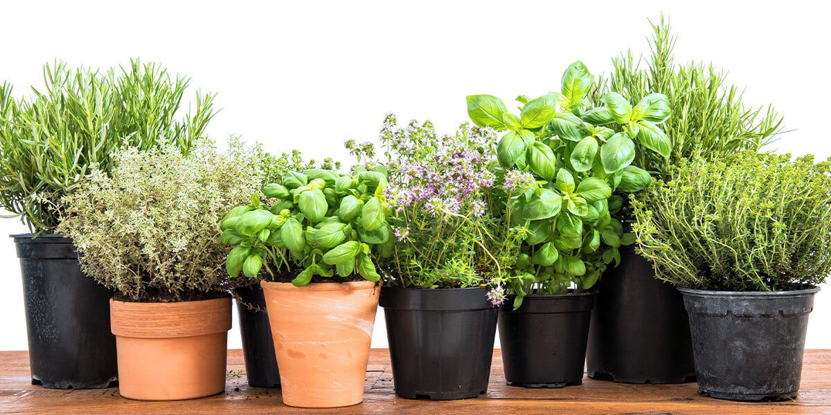 indoor herb garden