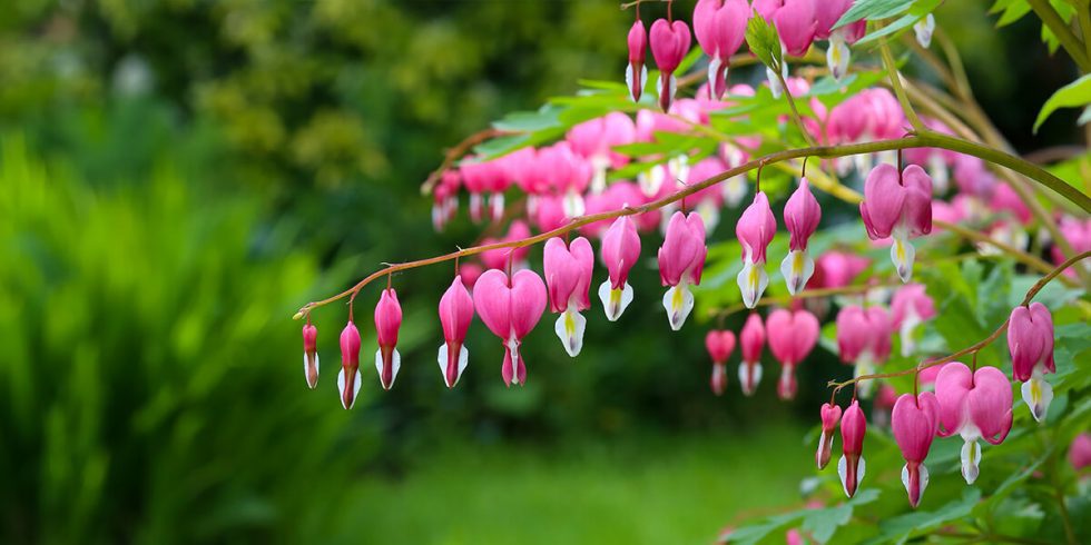 Top Perennials to Plant in the Shade Platt Hill Nursery