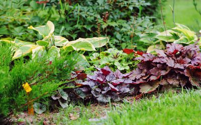 8 Shade-Loving Perennials