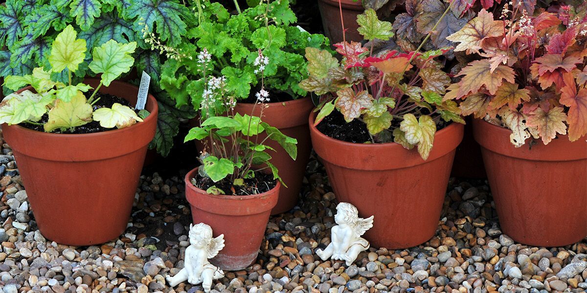 platt hill nursery perennials to plant in shade heuchera in pots