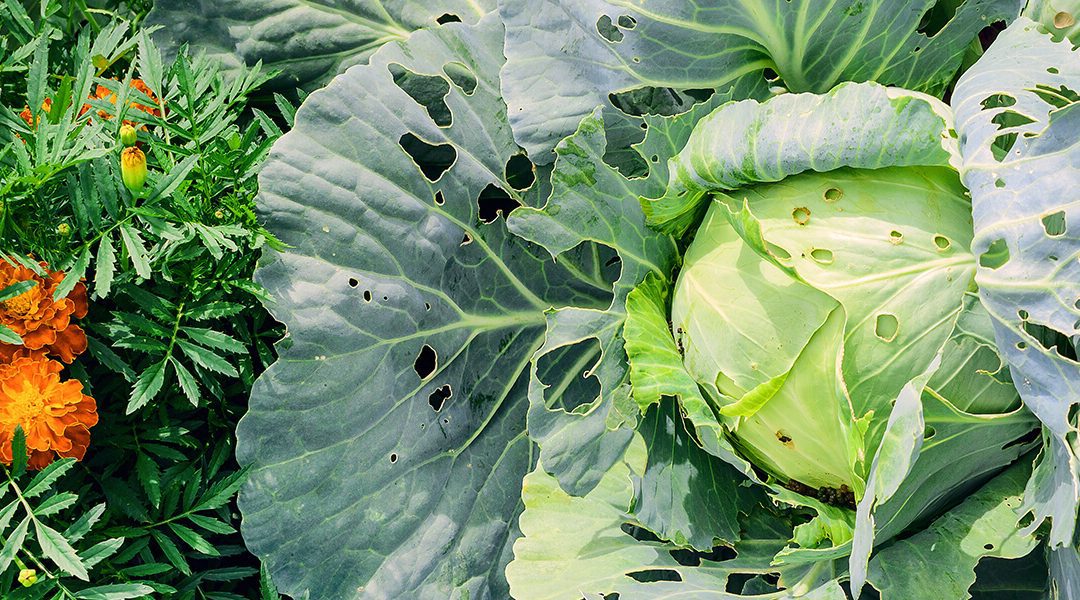 platt hill nursery rookie gardening mistakes cabbage plant eaten by pests