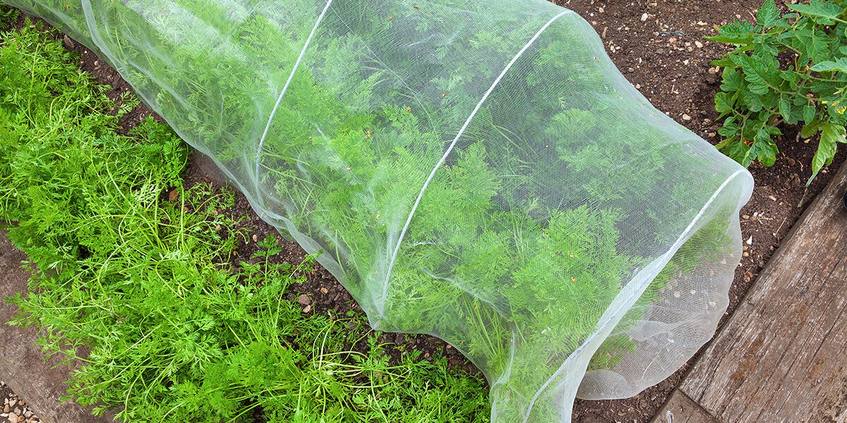 platt hill nursery rookie gardening mistakes fencing vegetable plants