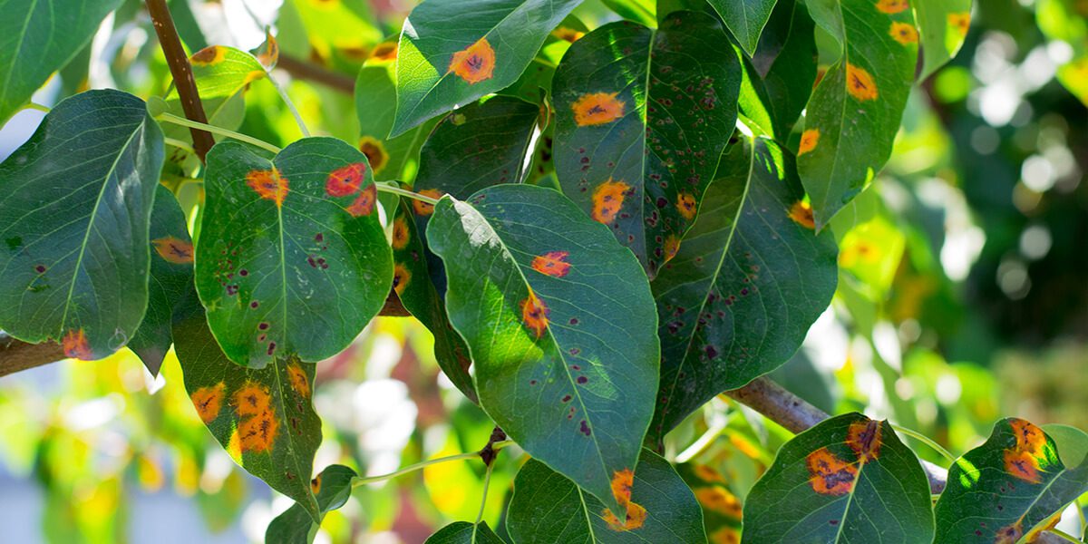 platt hill nursery rookie gardening mistakes pest spots on tree leaves