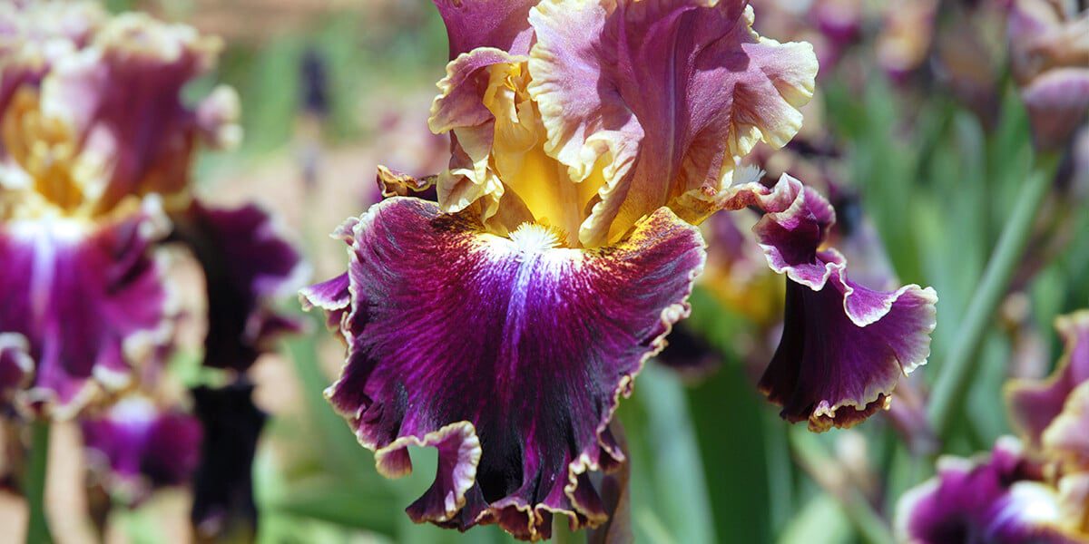 platt hill top perennials for full sun bearded iris