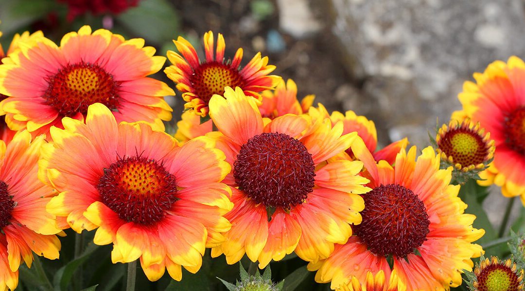 Sun-Loving Perennials That Are Easy to Grow