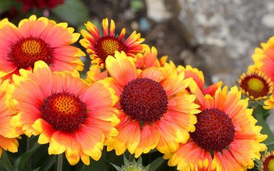 Sun-Loving Perennials That Are Easy to Grow