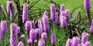 platt hill top perennials for full sun blazing star magenta