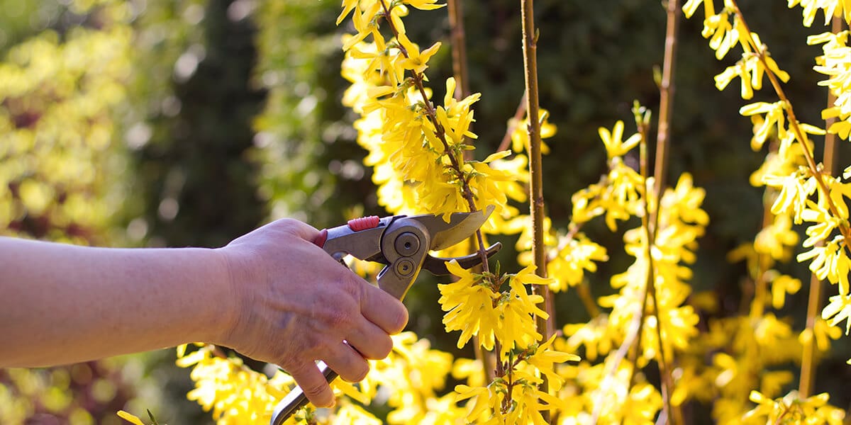 platt hill zone 5 garden checklist pruning yellow forsythia