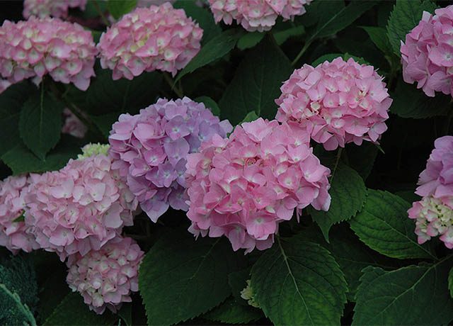 Platt Hill Nursery Endless Summer Hydrangea 640x460 Endless Summer hydrangeas Platt Hill Nursery