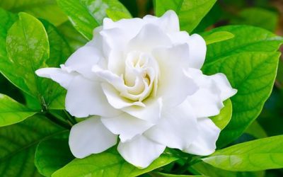 Gardenia Care