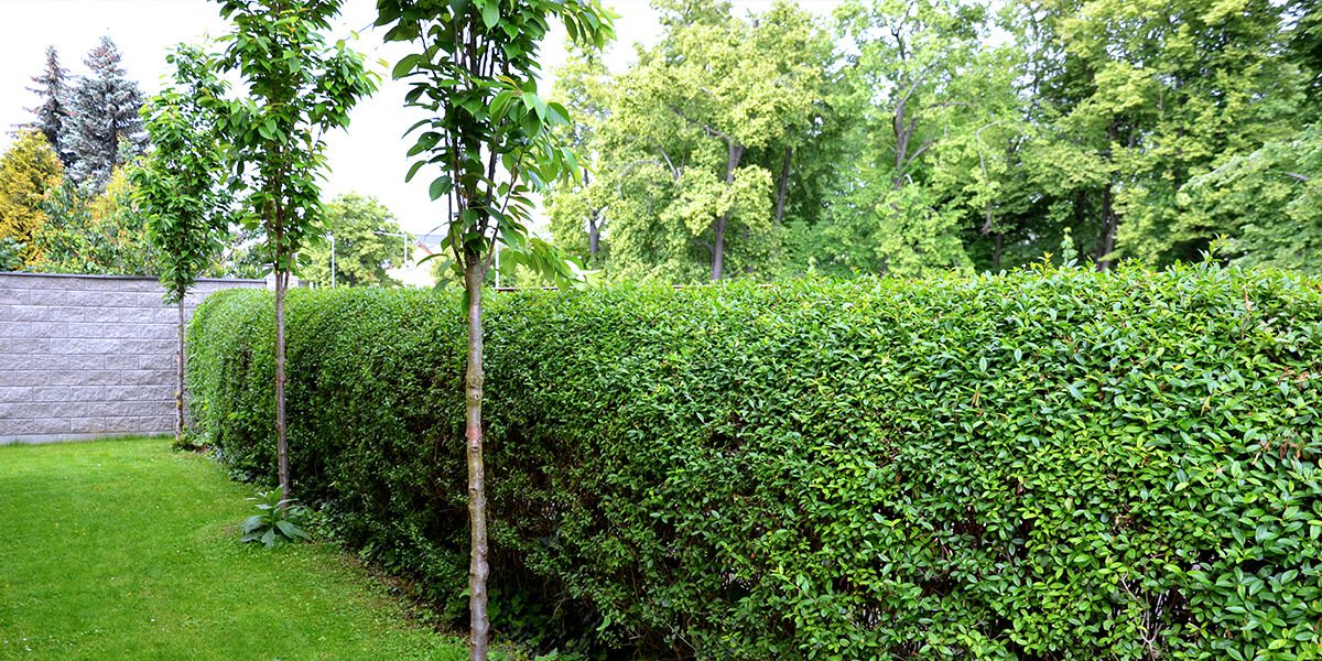platt hill garden shrubs for privacy cheyenne common hedge