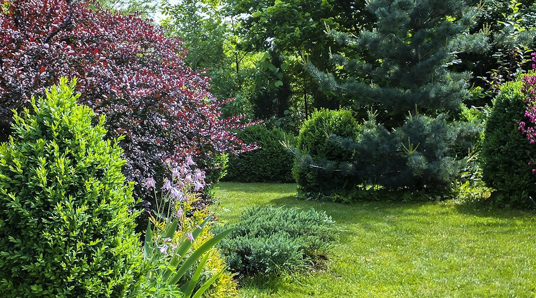 Great Shrubs for Privacy & Shade
