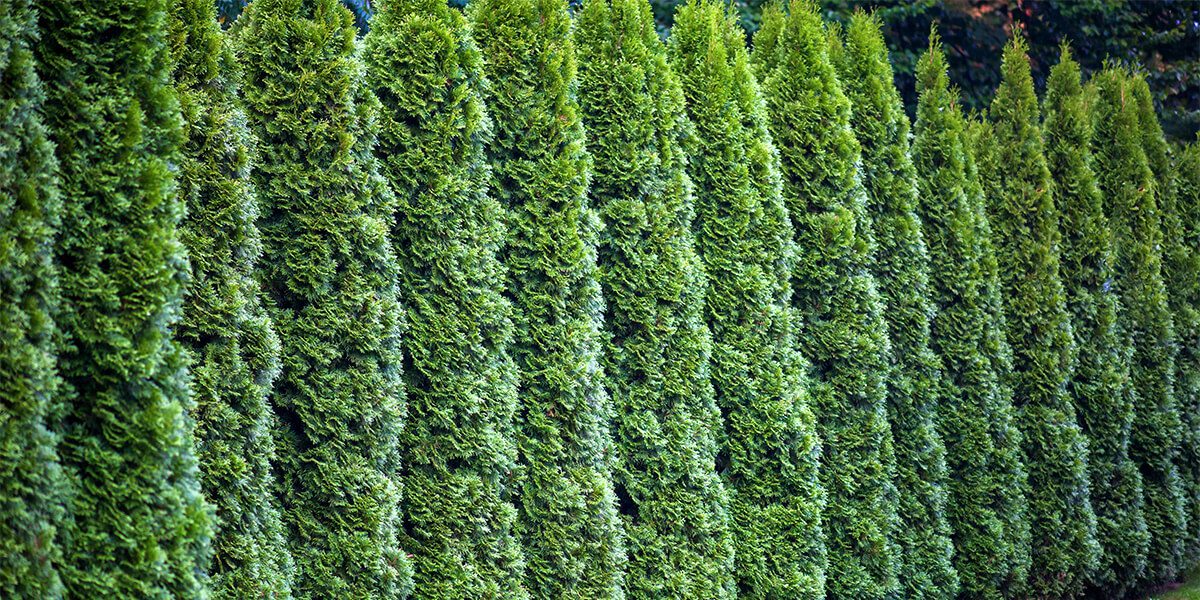 platt hill garden shrubs for privacy row of arborvitae