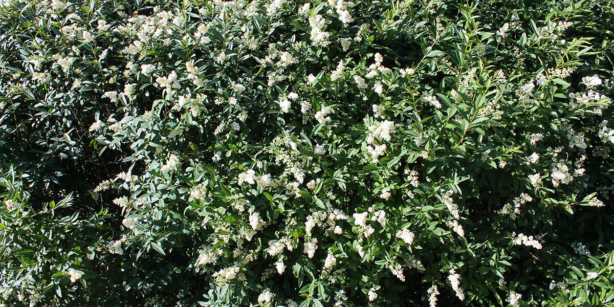platt hill garden shrubs for privacy straight talk privet white blooms