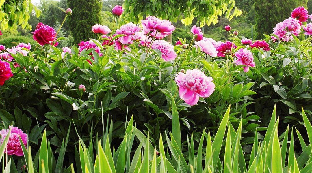 platt hill perfect peonies and care in garden