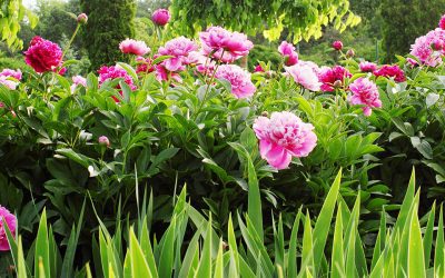 A Guide to Growing Prolific Peonies