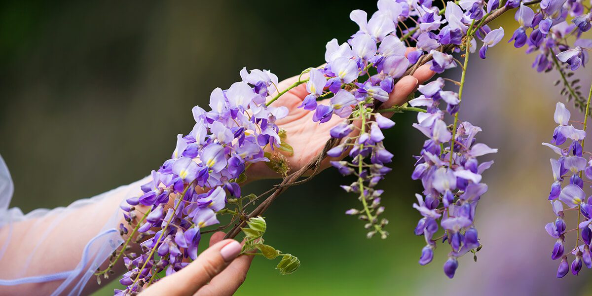  Royal Purple Wisteria - Fragrant Wisteria Live Plant :  Flowering Plants : Patio, Lawn & Garden