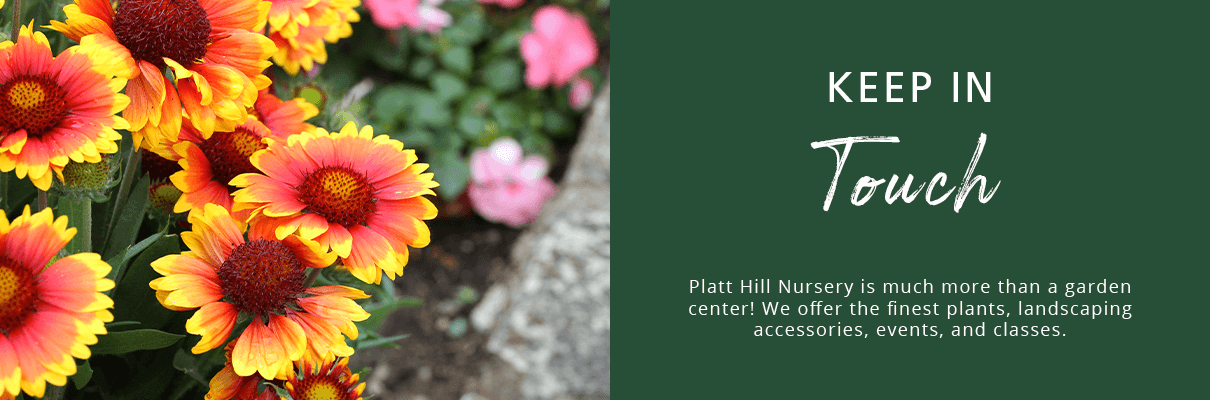 How to Make Blooms Last Longer | Platt Hill Nursery | Blog & Advice