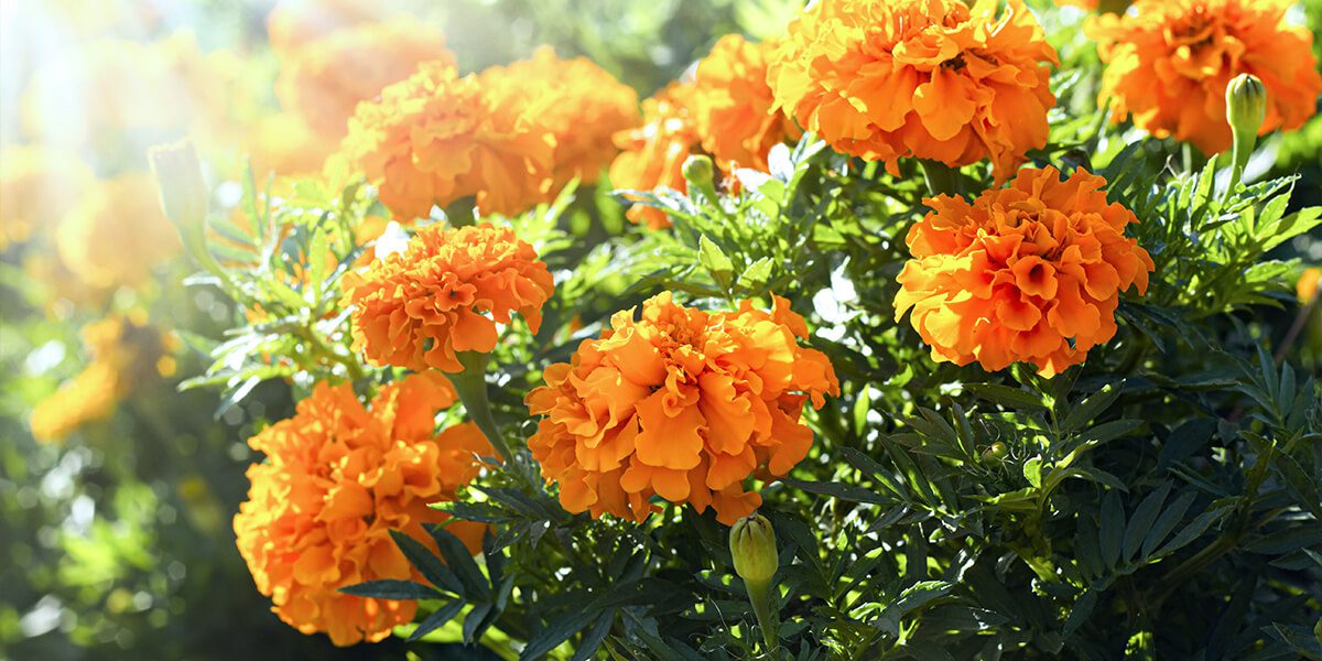 platt hill tips to extend bloom times marigolds in sun