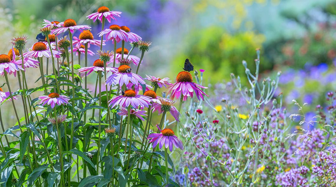platt hill tips to extend bloom times purple coneflowers in summer garden
