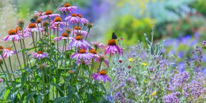 platt hill tips to extend bloom times purple coneflowers in summer garden