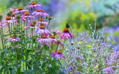 How to Make Blooms Last Longer