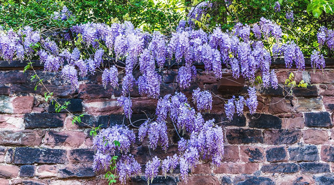 A Pruning Guide for Wisterias