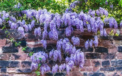 A Pruning Guide for Wisterias