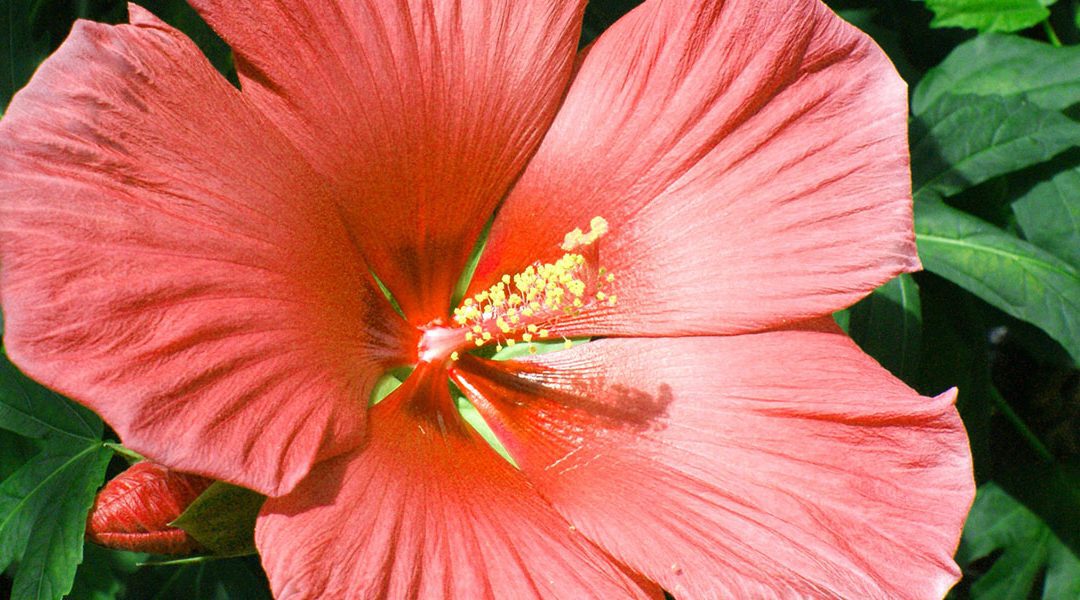 Tropical Hibiscus