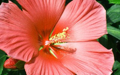 Tropical Hibiscus: Care, Feeding & Growth