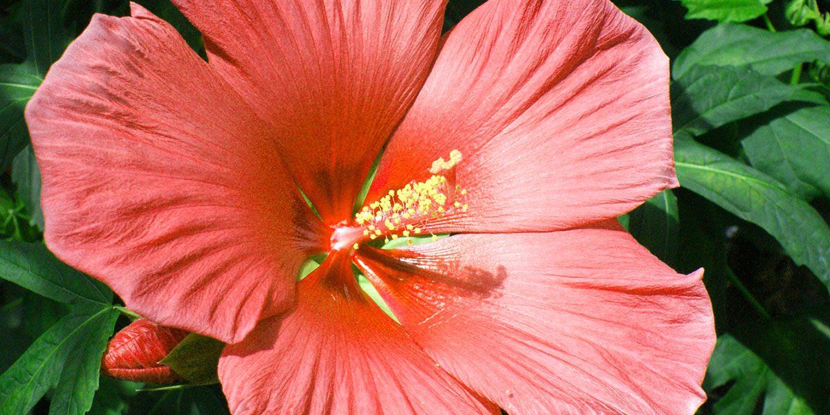 Dried Hibiscus Flower - Light