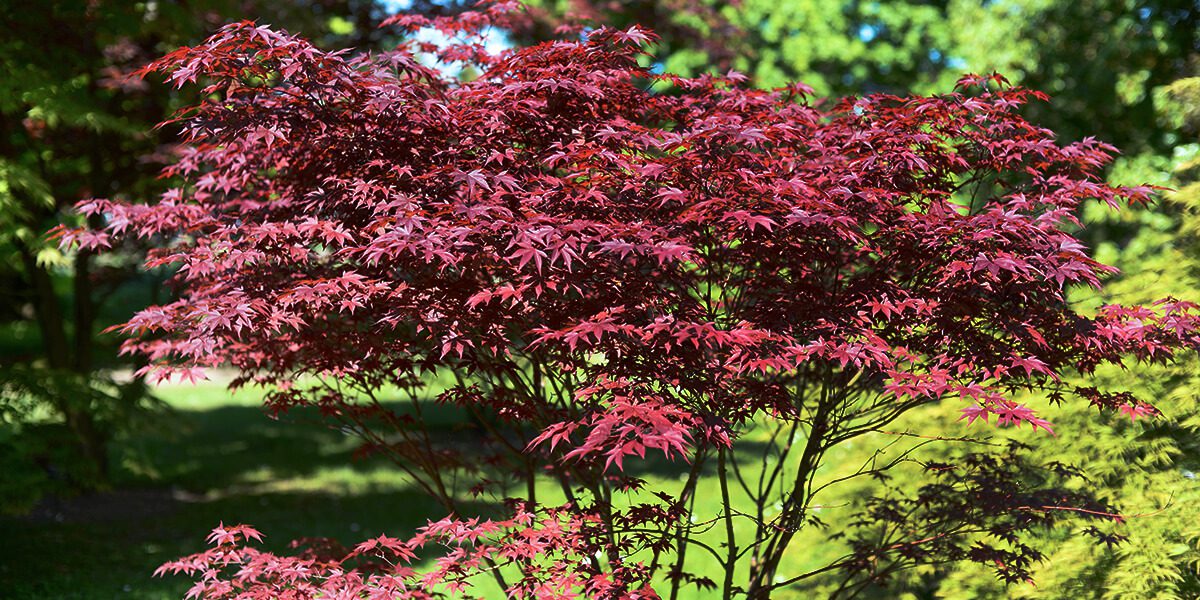 platt hill caring for japanes maples bloodgood red purple tree