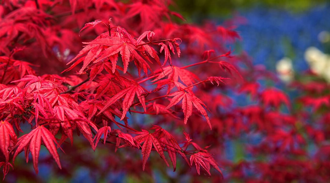 platt hill caring for japanese maples bright red leaves