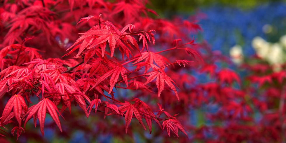 Choosing & Caring for Japanese Maples | Platt Hill Nursery | Blog & Advice